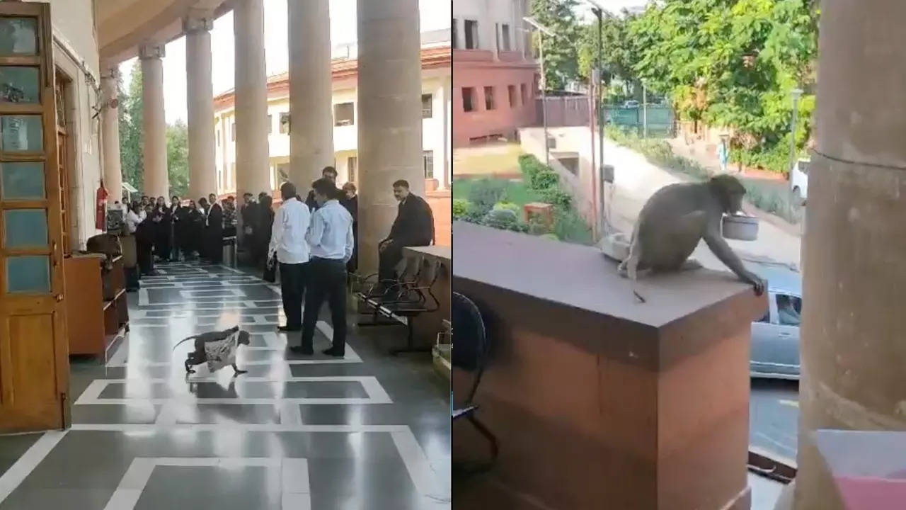 A monkey steals a lunchbox within the Supreme Court premises. | Courtesy: Sanjay Hegde