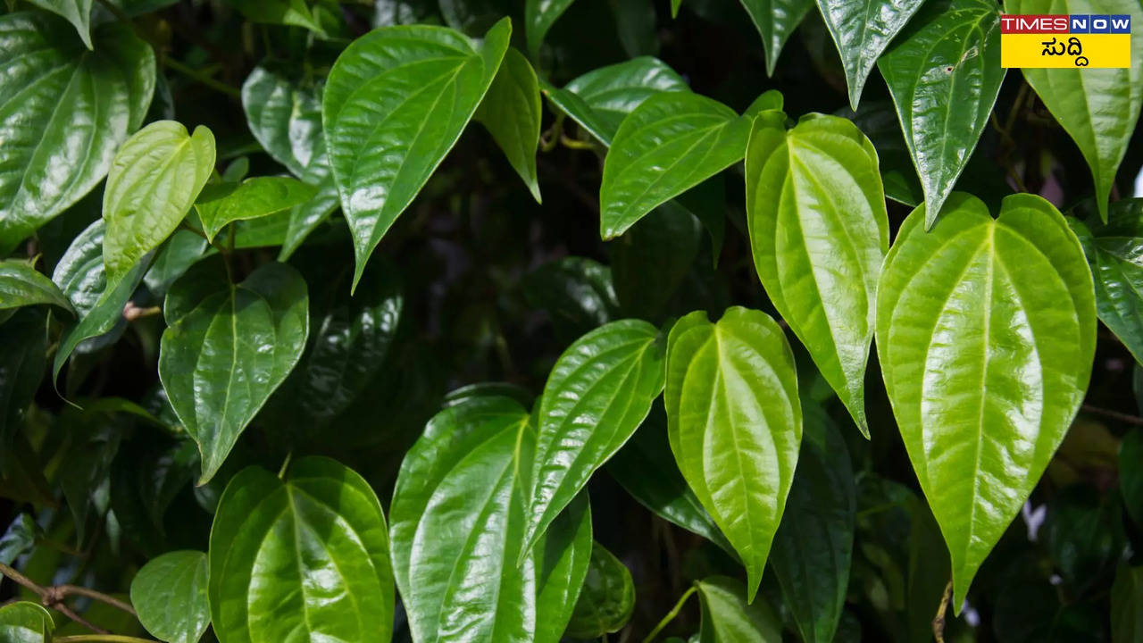 ವೀಳ್ಯದೆಲೆ ಸಸ್ಯದ ಬಗ್ಗೆ ವಾಸ್ತು ಸಲಹೆ