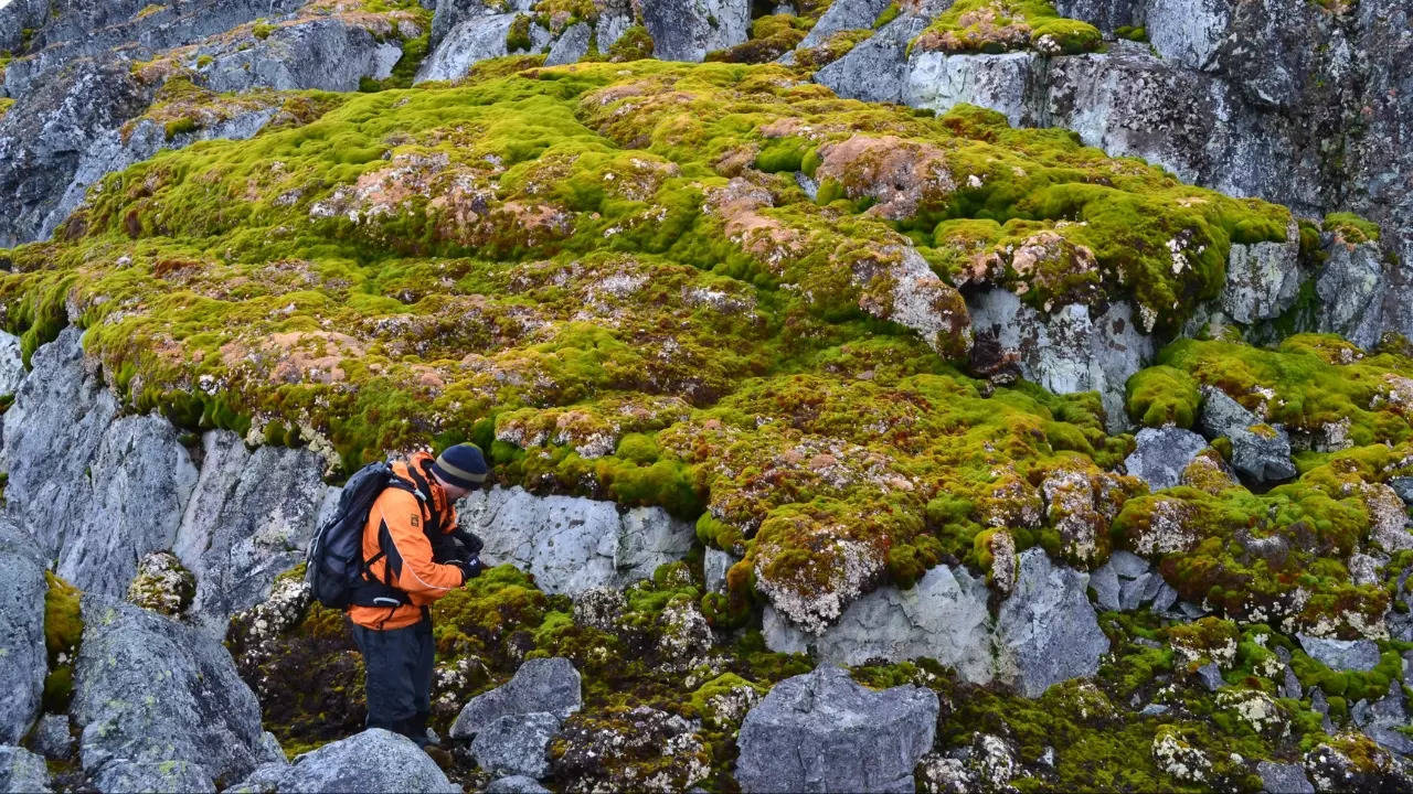 Moss covers rocks at Norsel Point, located on an island off the Antarctic peninsula.| Dan Charman