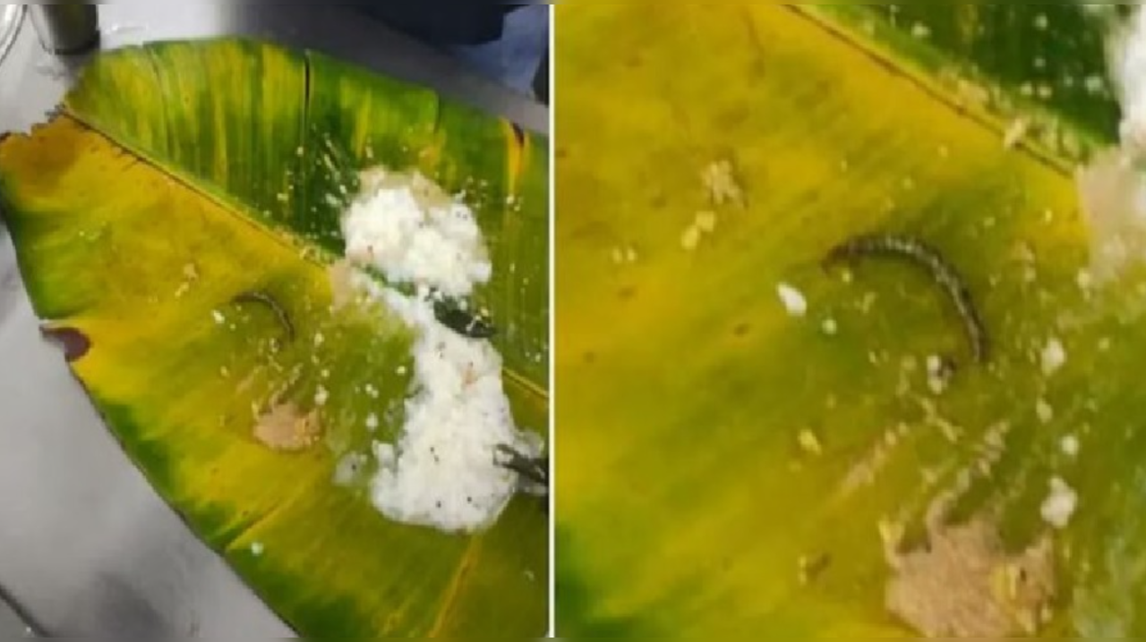 Devotees claimed that they found insects in Tirupati prasad