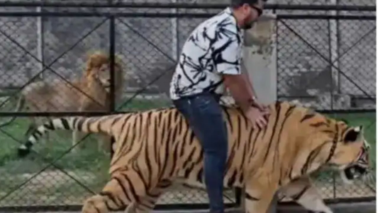 viral video of man riding chained tiger in pakistan sparks outrage