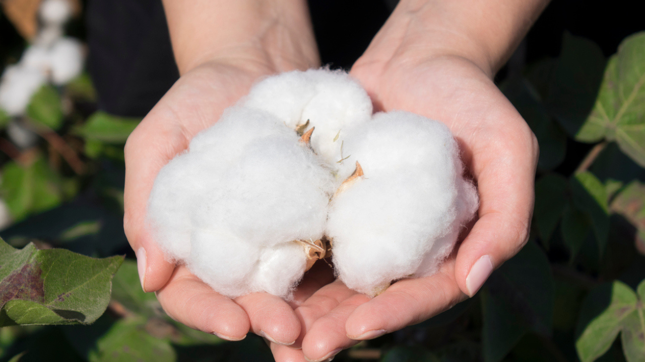 Understanding recycled cotton and sustainability