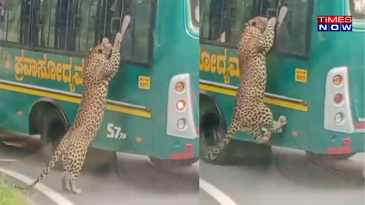 Leopard Leaps Onto Safari Bus at Bengaluru's Bannerghatta National Park, Shocking Tourists