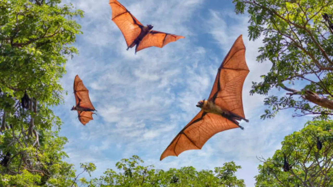 Chicago Concert Attendees May Have Been Exposed To Potentially Rabid Bat Bites