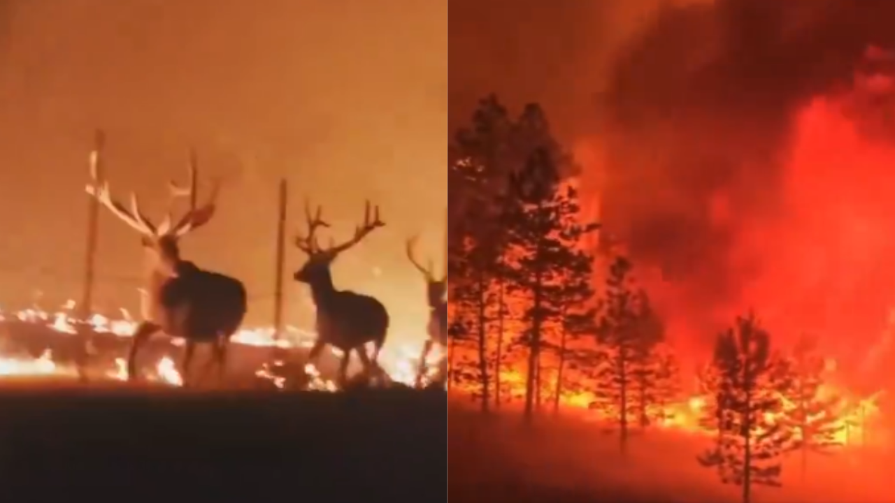 Wyoming's Bighorn National Forest Fire