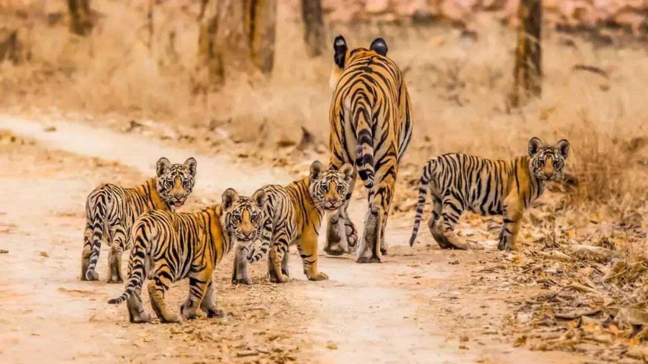 Tigress Gives Birth To 4 Cubs In Panna Tiger Reserve. Credit: Instagram/PannaTigerReserve_Official (Representational Image)