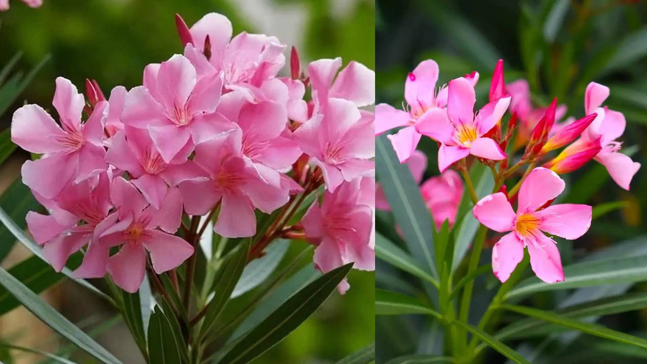 oleander