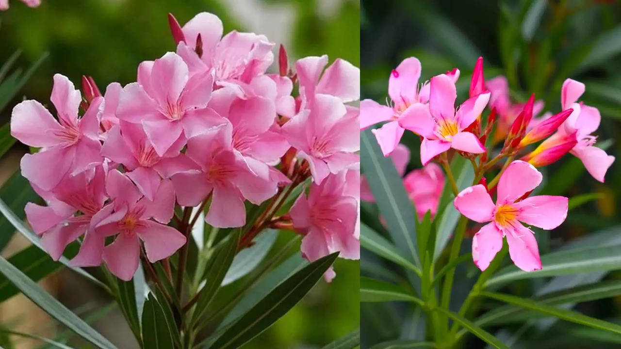 abu dhabi bans oleander plants warns public not to touch them