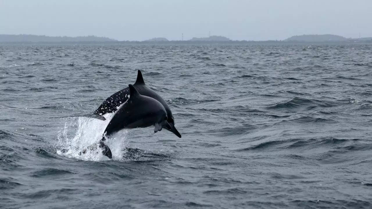 Whale Spotting In India