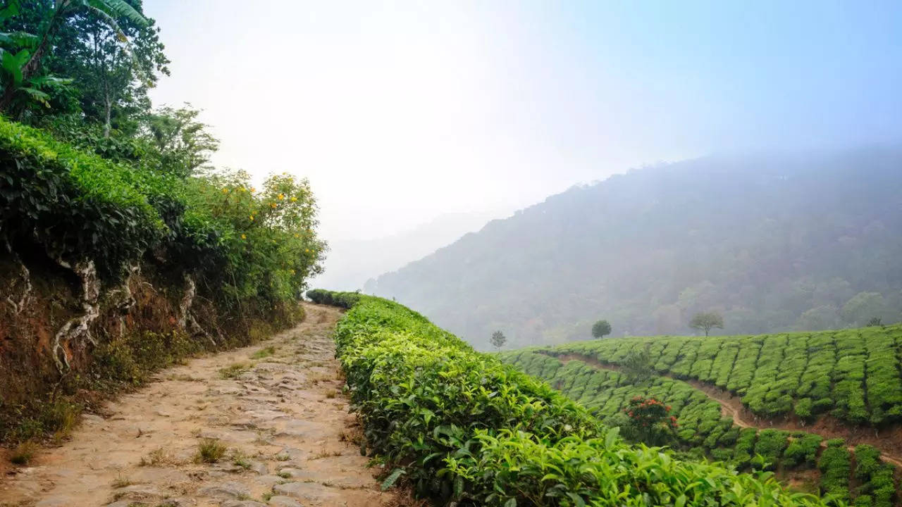 Spice plantations in Kerala