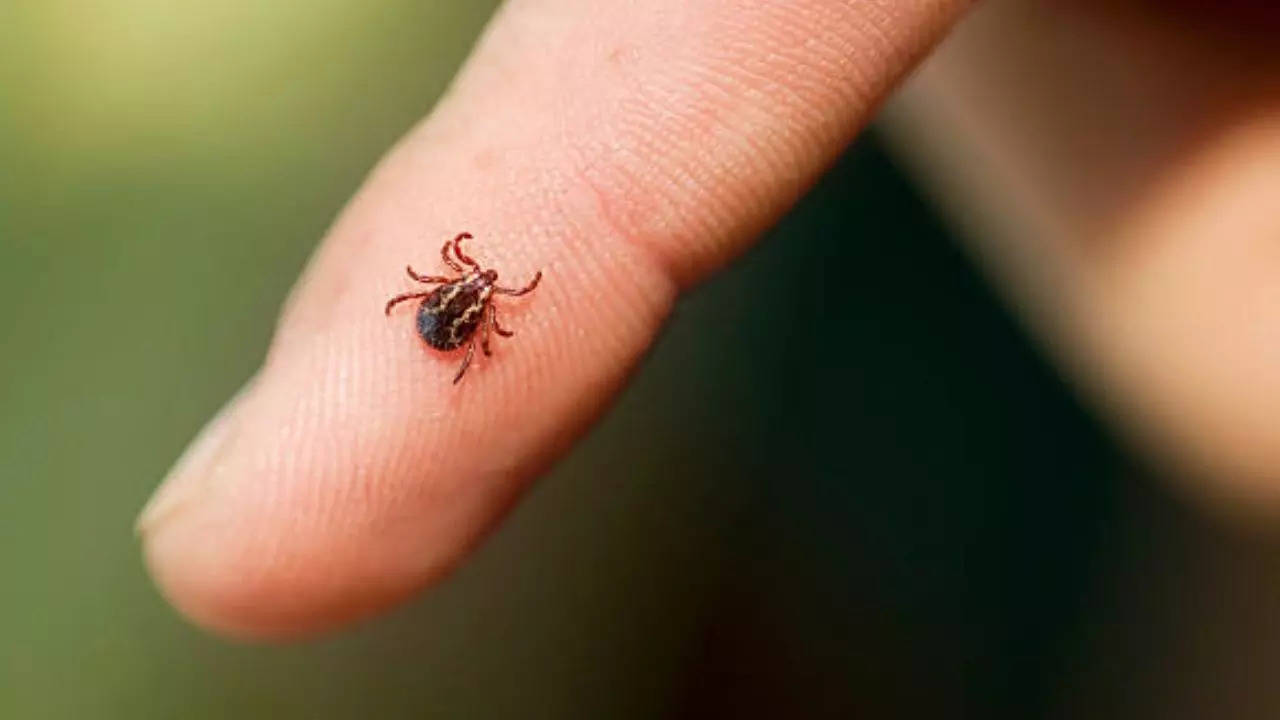 Tick-Borne Babesiosis Cases Surge In The US—Is Your Health At Risk?