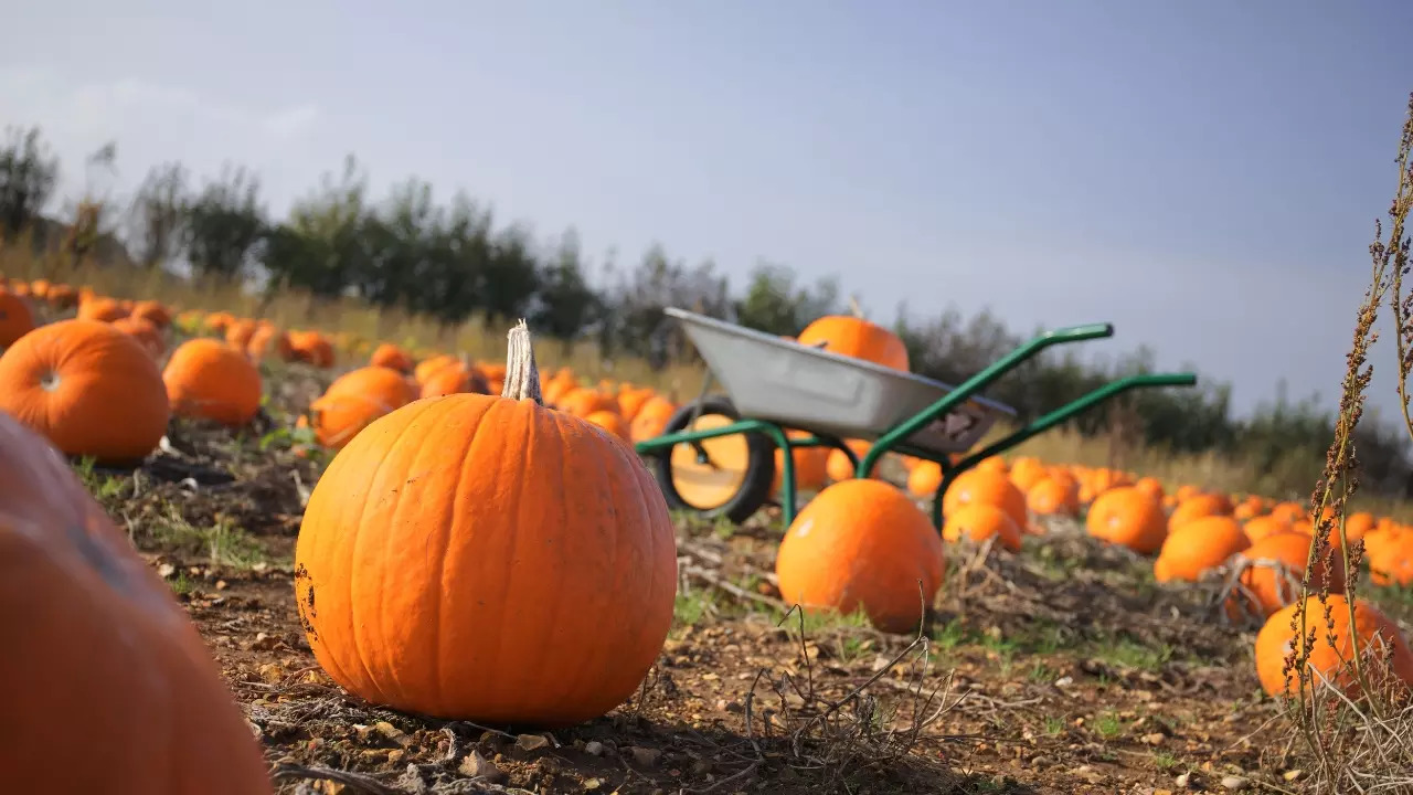 Roy Story, of Hertford, has a Halloween tradition for growing pumpkins. | Courtesy: Getty Images