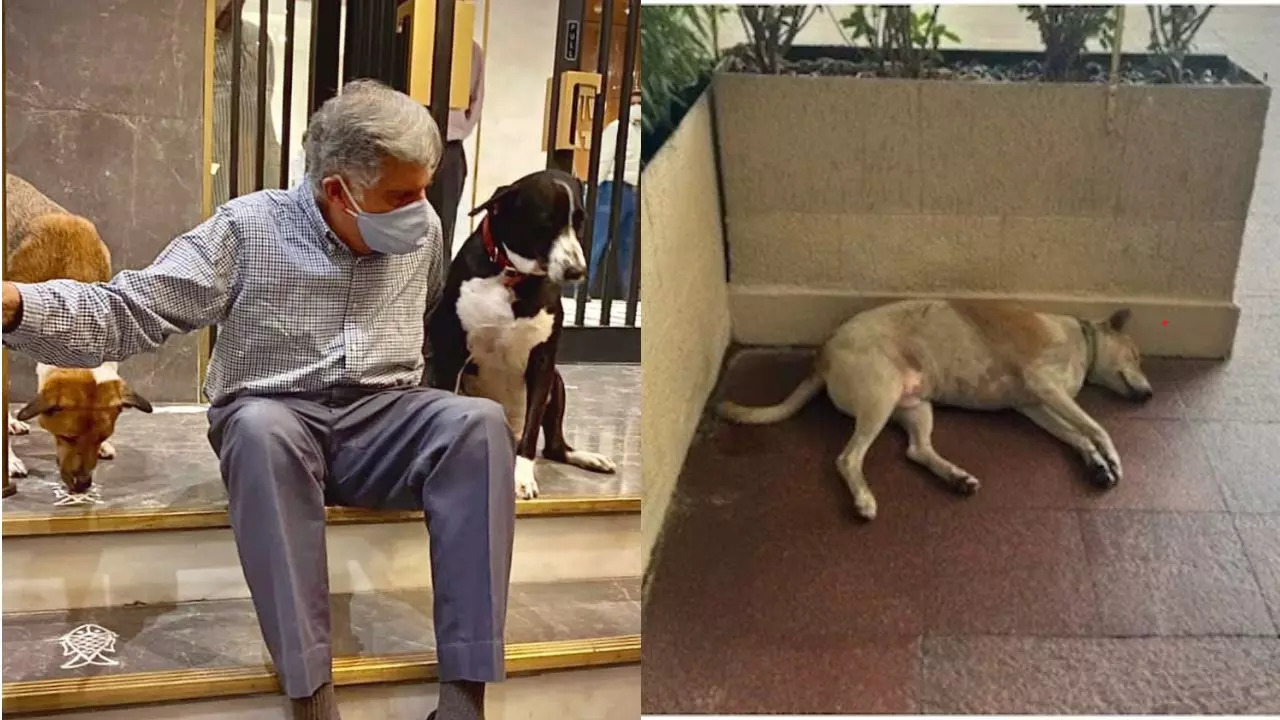 Ratan Tata's Love For Dogs Made This Hotel In Mumbai A Haven For Strays