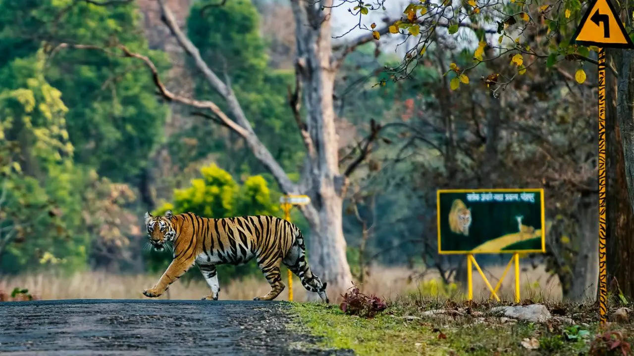 Tadoba National Park