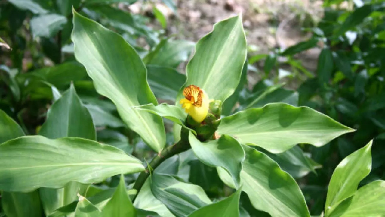 Chewing Leaves of THIS Insulin Plant Helps Control Blood Sugar Levels, Keeps Type 2 Diabetes In Check