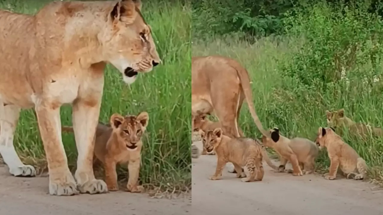 A lioness and her seven cubs in Kruger National Park, South Africa. | Credit: Latest Sightings