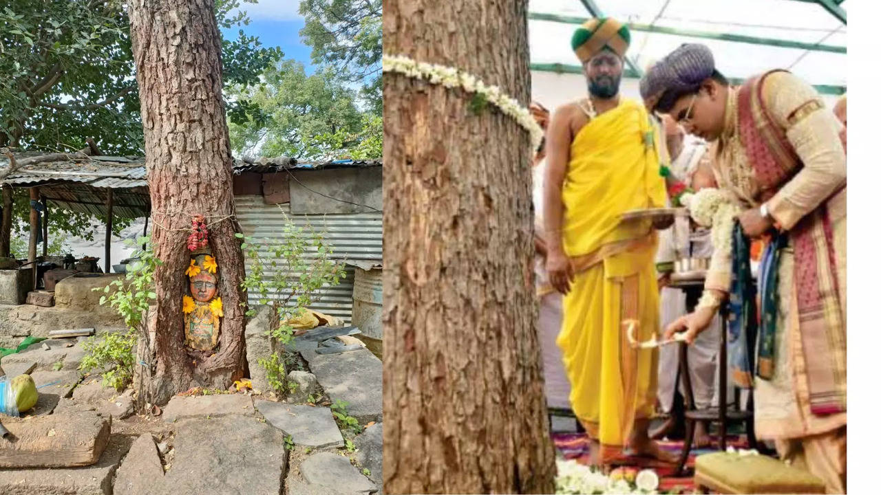 ದಸರಾ ಹಬ್ಬದಂದು ಬನ್ನಿ  ವೃಕ್ಷವನ್ನು ಪೂಜೆ ಮಾಡುವುದು ಹೇಗೆ?