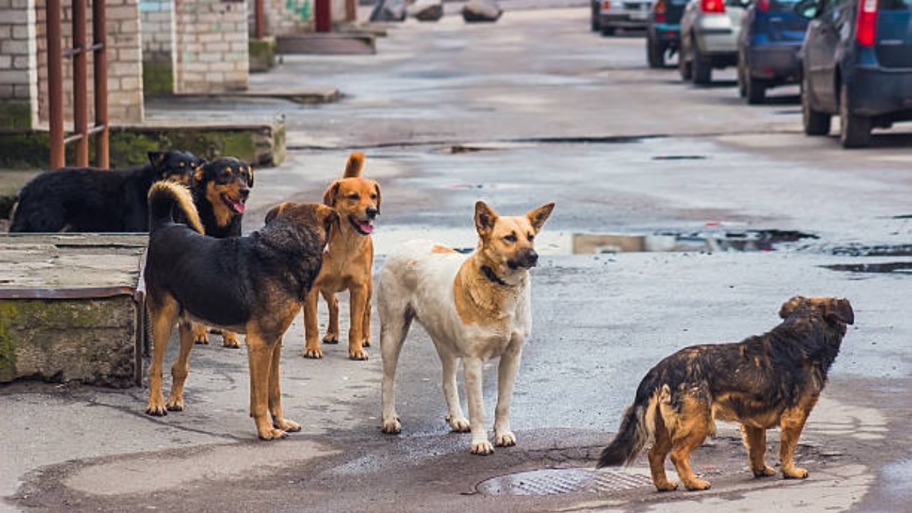 Boy attacked by street dog in Chandigarh