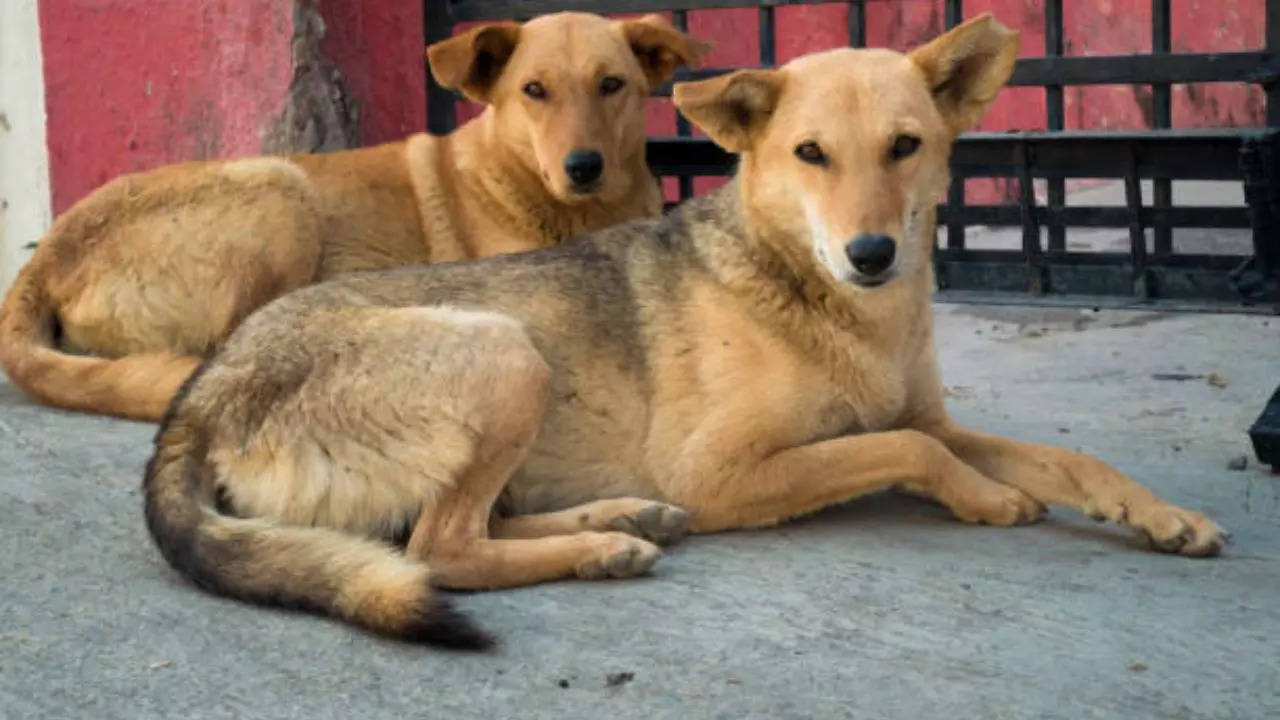 Representative Image: Festival of Dogs In Bengaluru