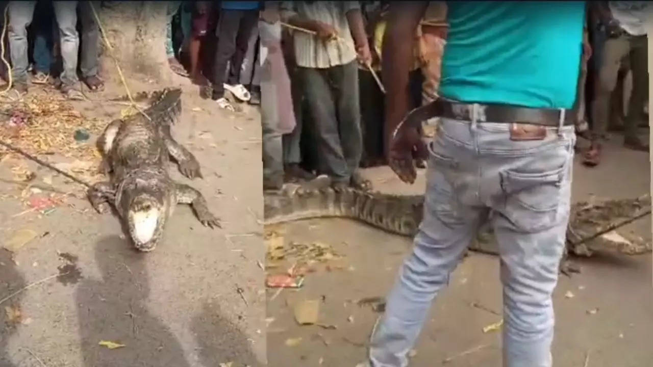 Crocodile caught at UP society