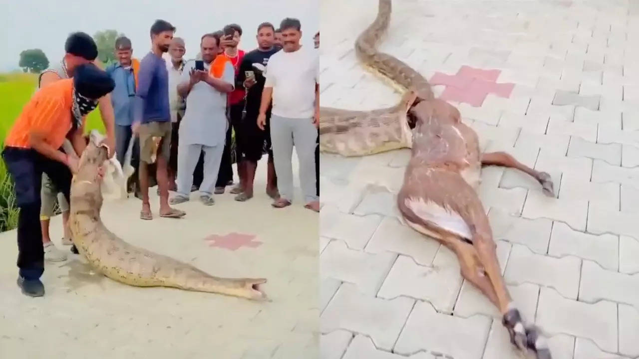 Himachal Pradesh locals try to save a nilgai calf swallowed by a python. | Courtesy: Parveen Kaswan