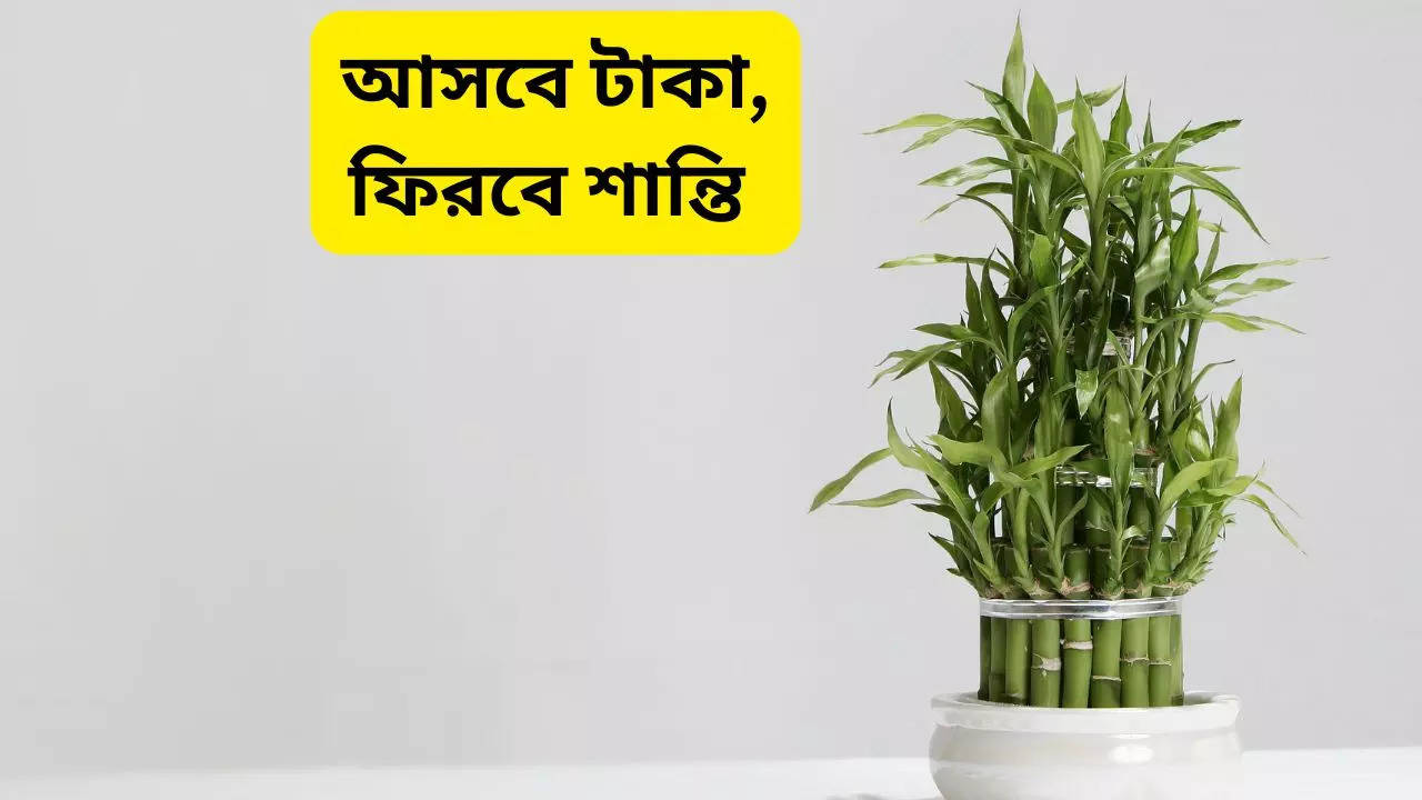 Vastu Tips for Bamboo plant know here right direction of Bamboo plant Placement