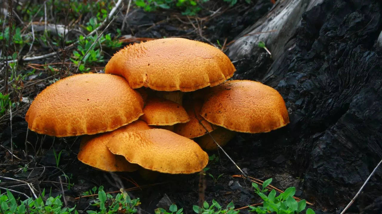 11 People Of A Family Hospitalised After Consuming Toxic Mushrooms