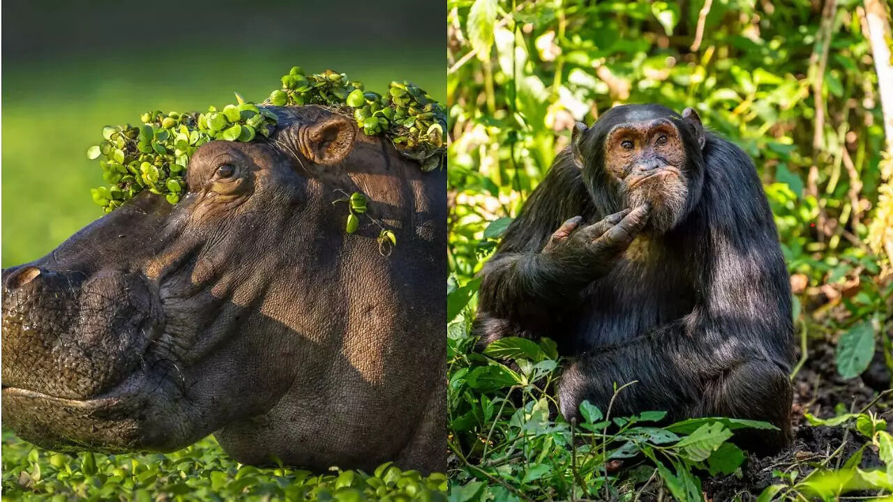 'Comedy' Wildlife Pictures From Around The World Will Make You Laugh Loudly