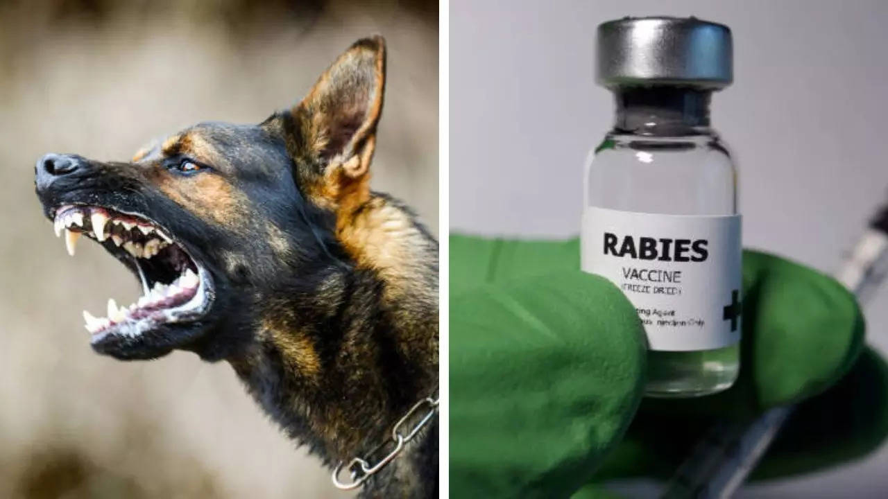 Rabies Prevention Coimbatore Woman Dies Of Rabies After Being Bitten By Pet Puppy How To Prevent This Highly Dangerous Virus Times Now