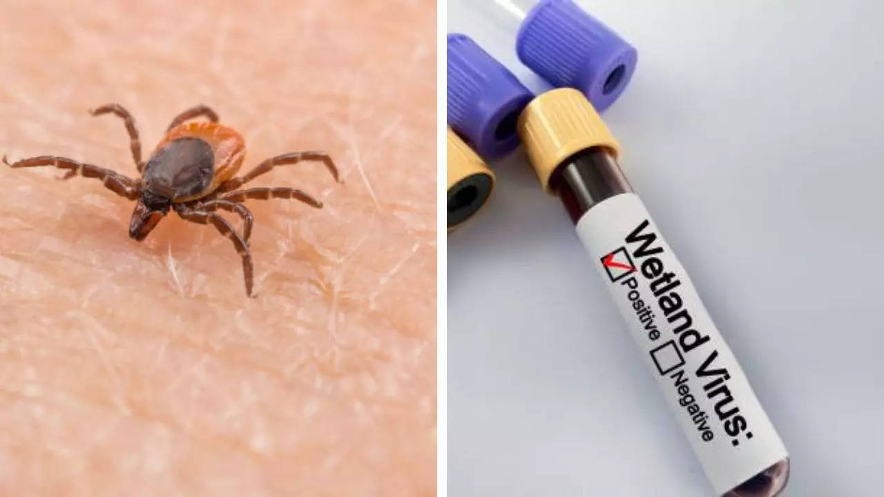 China Uncovers A Mysterious Tick Disease Which Causes Multiple Organ Dysfunction