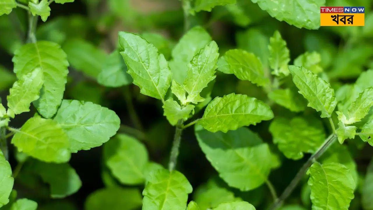 Tulsi Care Tips always keep mind these tricks while take care your tulsi tree