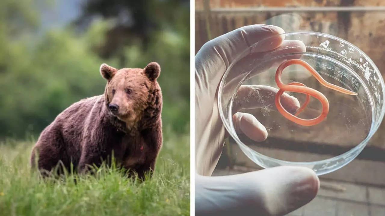 What Is Trichinellosis, A Parasitic Infection Outbreak in North Carolina Traced To Undercooked Bear Meat