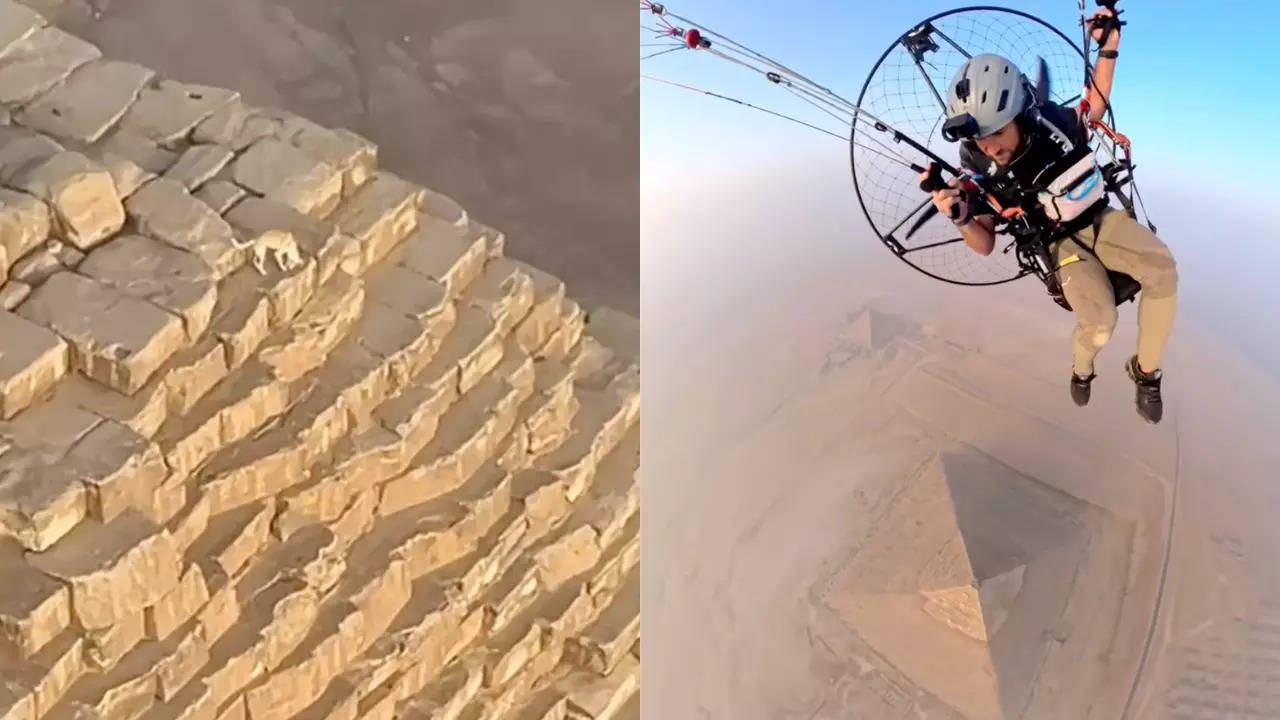 A Pyramid of Giza-climbing dog chases birds on its top .| Courtesy: Alex Lang