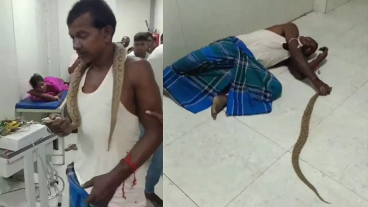 Bihar Man Carries Poisonous Snake to Hospital After Being Bitten