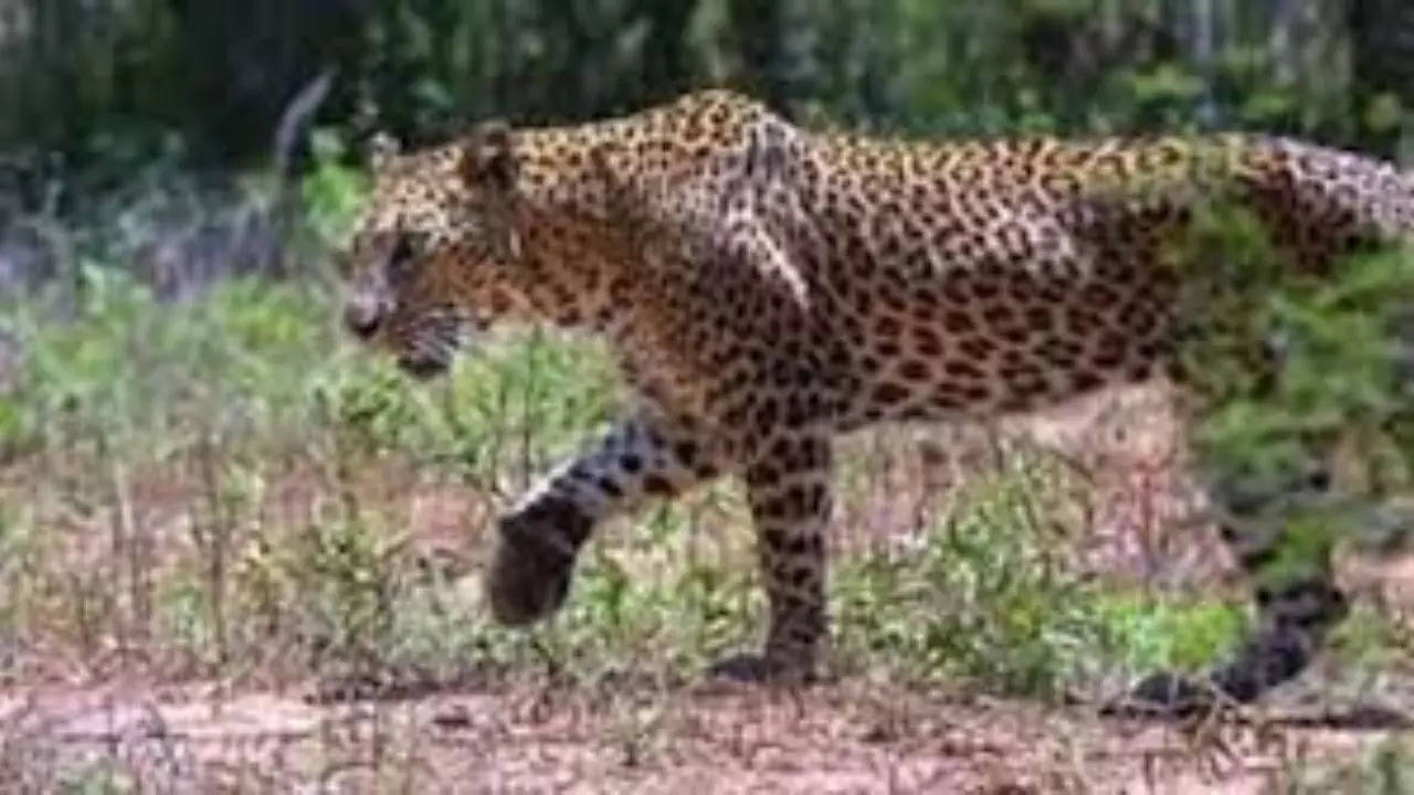 Leopard attack in Bijnor (Rep Image)