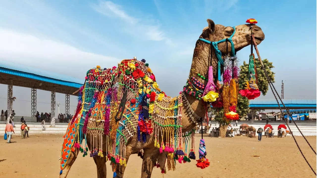 Pushkar Fair: The Brightest Festival In Rajasthan Is All About Camels