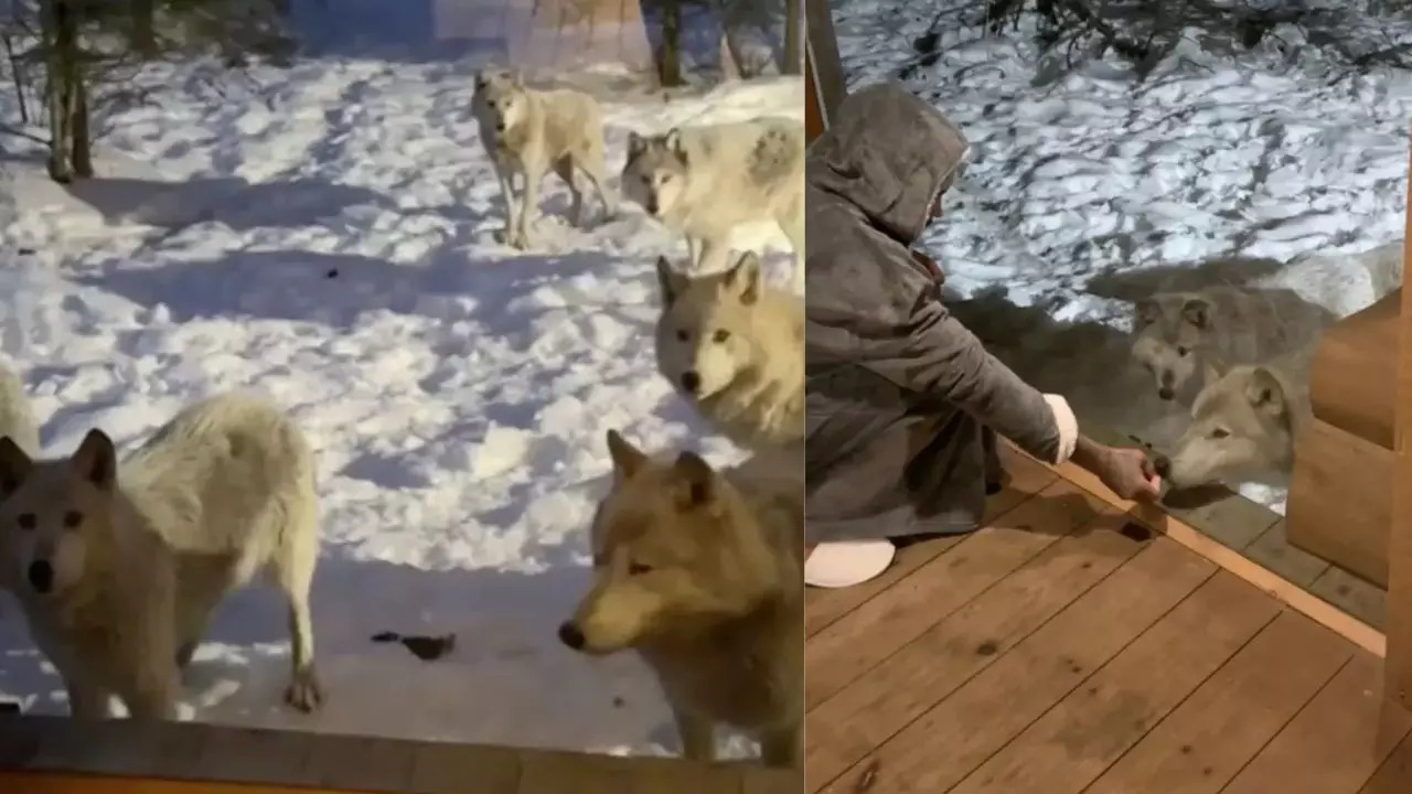 A couple captured a howling pack of nine wolves surrounding their cabin late in the night while on vacation in Canada.