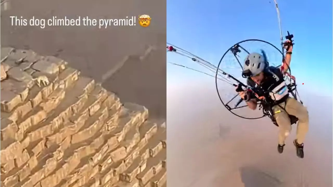 Saw The Viral Video Of The Dog That Climbed A Pyramid In Egypt? All About The Structure Where He Actually Stays! Credit: Instagram