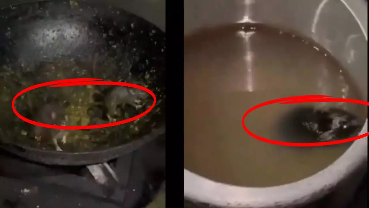 Rats Found Jumping In Food Items In IIT Roorkee's Mess