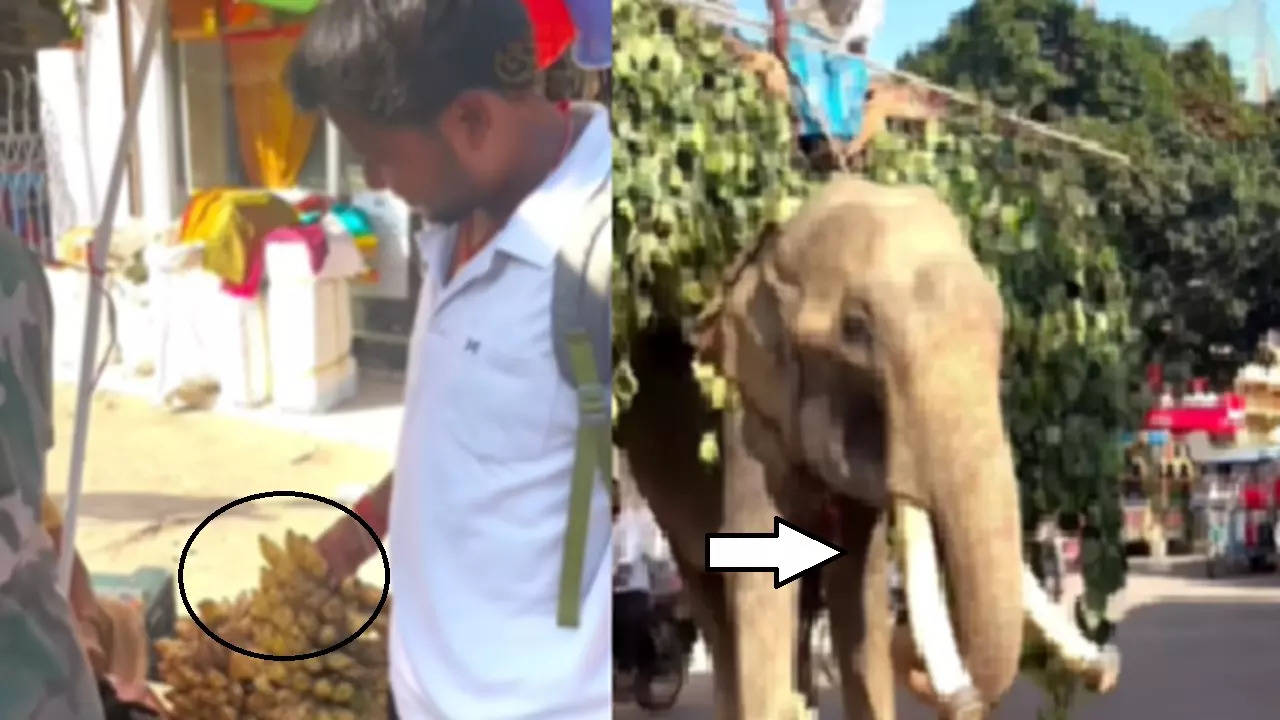 Elephant Video (Photo: Instagram)