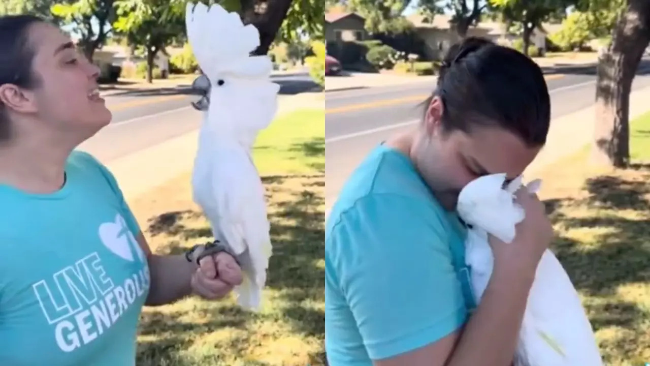 We Challenge You Not to Cry Watching This Video of a Stolen Pet Parrot