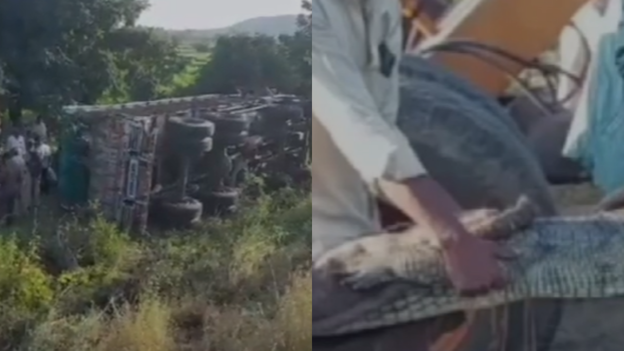 Lorry transporting eight crocodiles overturns.