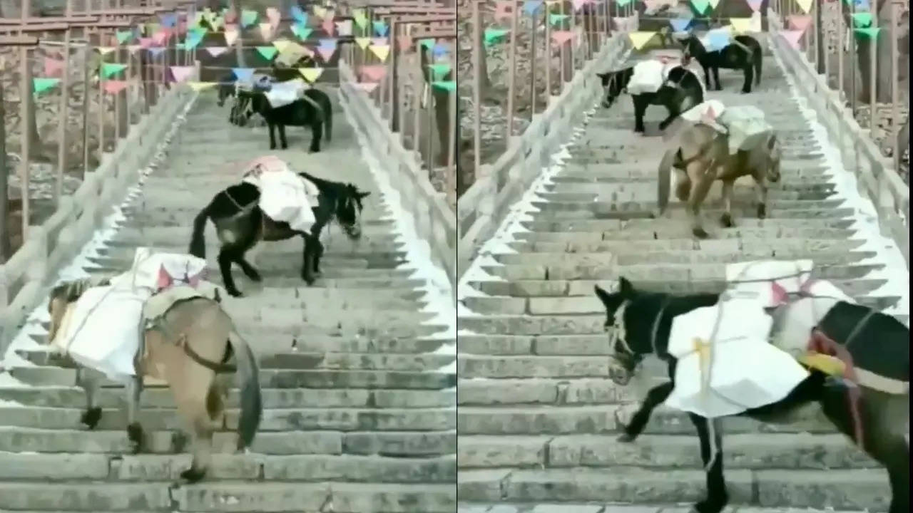 Donkeys use the switchback technique to climb stairs efficitently. | Courtesy:  Tansu Yegen