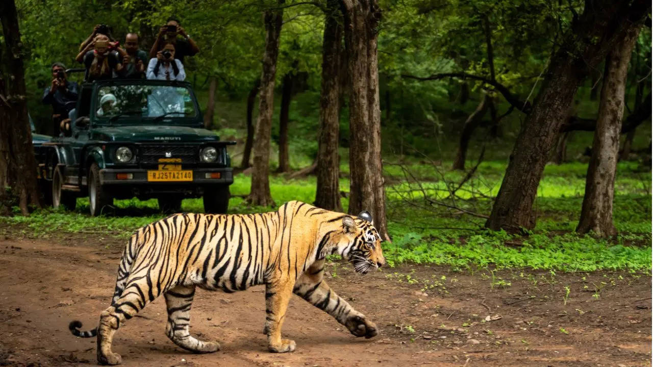 7 National Parks In India That Are Now Open For Wildlife Safaris. Credit: iStock