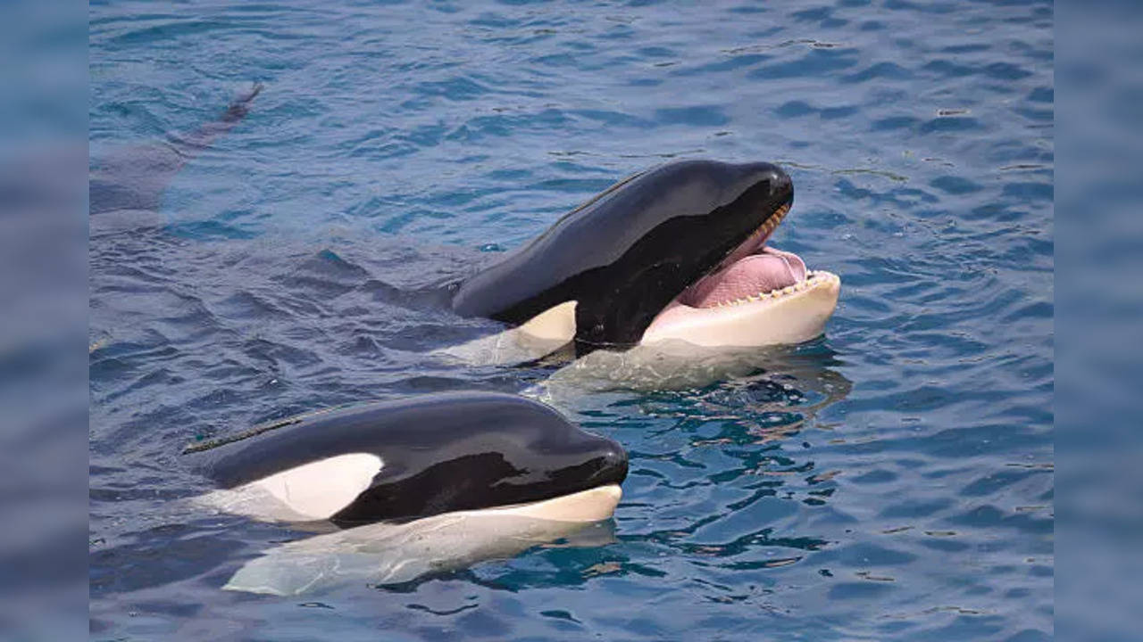 Orcas In Captivity