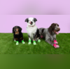 Crocs For Dogs Pets To Get Their Own Version Of The Iconic Clogs By Crocs