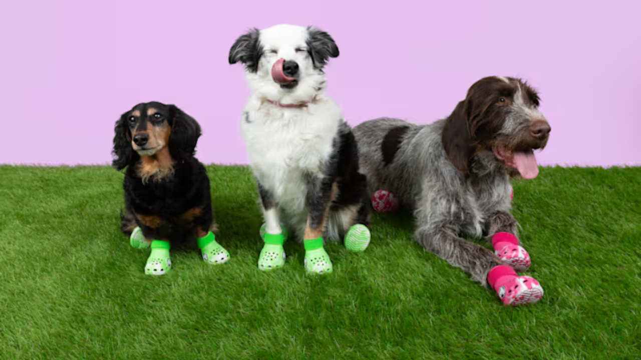 Crocs to release clogs for dogs