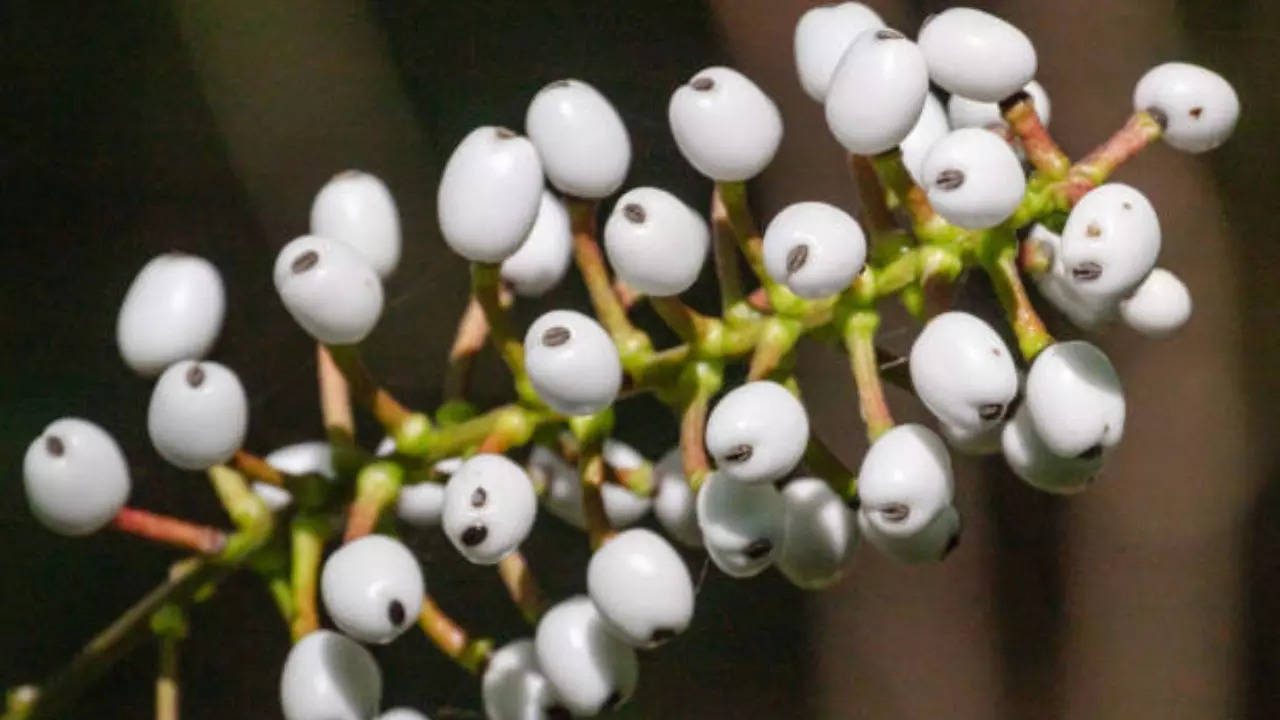 us national park services warns of nightmarish toxic plant that can cause cardiac arrest, severe stomachache