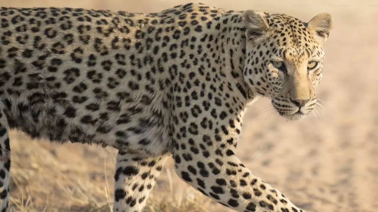 3 Injured As Leopard Attacks At Picnickers.