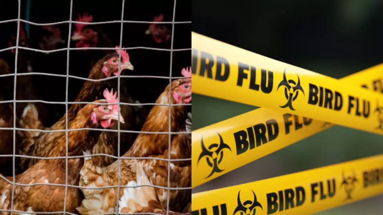 Four Washington Farm Workers Suspected To Have Bird Flu, US CDC Sends Team To Investigate 